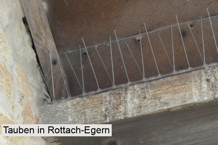 Tauben in Rottach-Egern